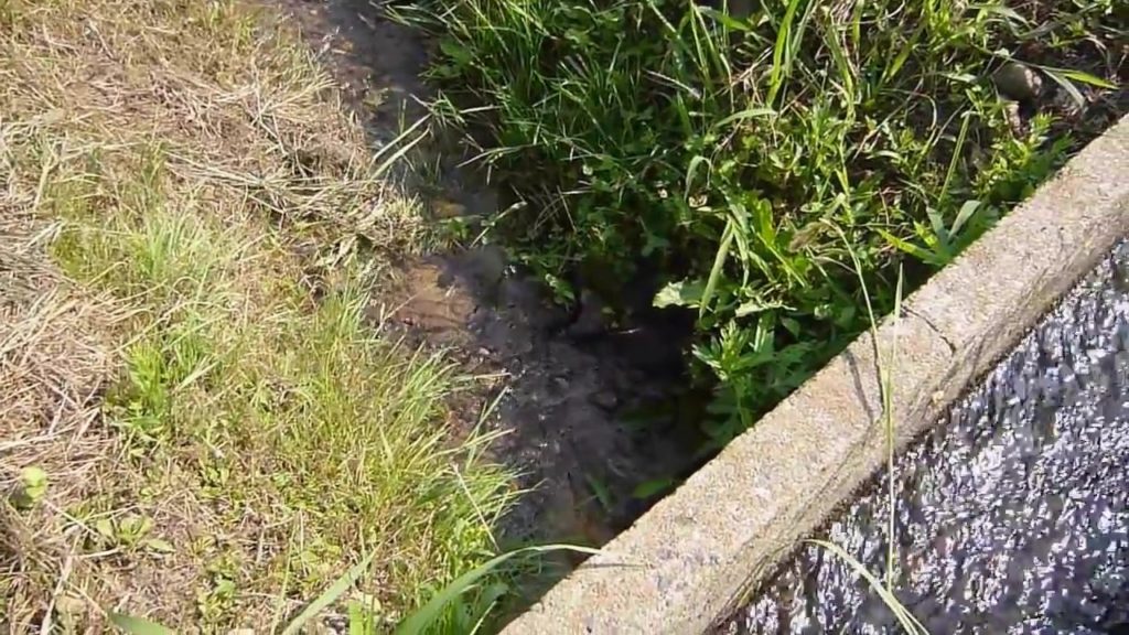 Oniyanma Spawning Animation in Nagano,Japan     August 2013
