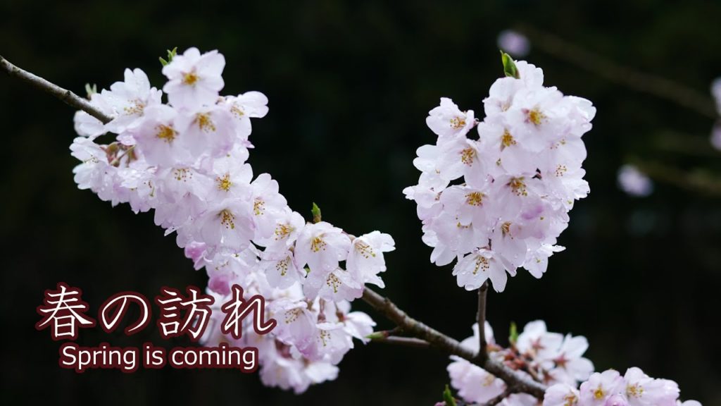 【春の訪れ 桜咲く水沼駅 群馬】Travel to Japan. Spring is coming, cherry blossoms bloom! 2020.3 【春の訪れ 桜咲く水沼駅 群馬】Travel to Japan. Spring is coming, cherry blossoms bloom! 2020.3