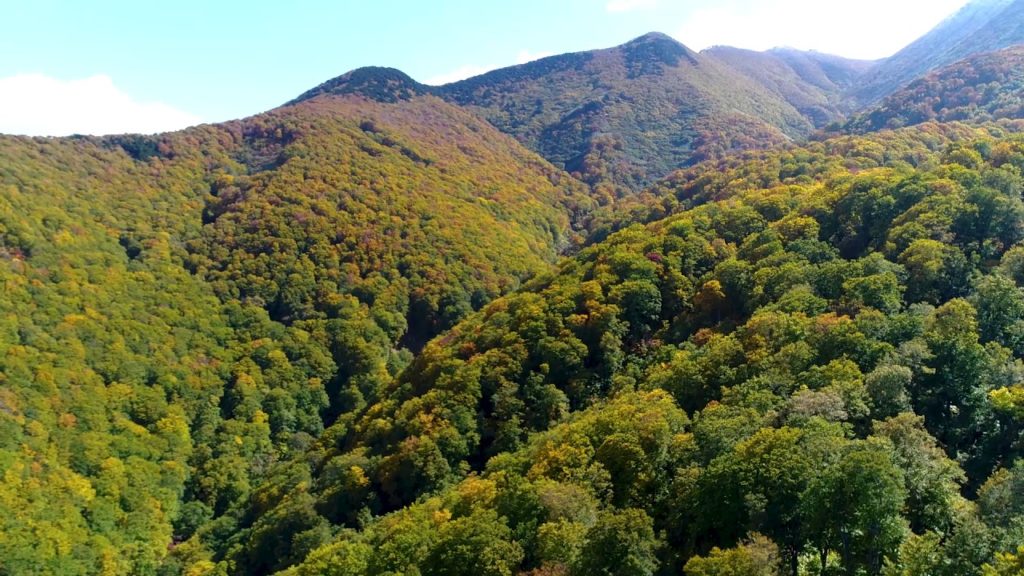 Aomori Spring's Autumn Leaves Gondola