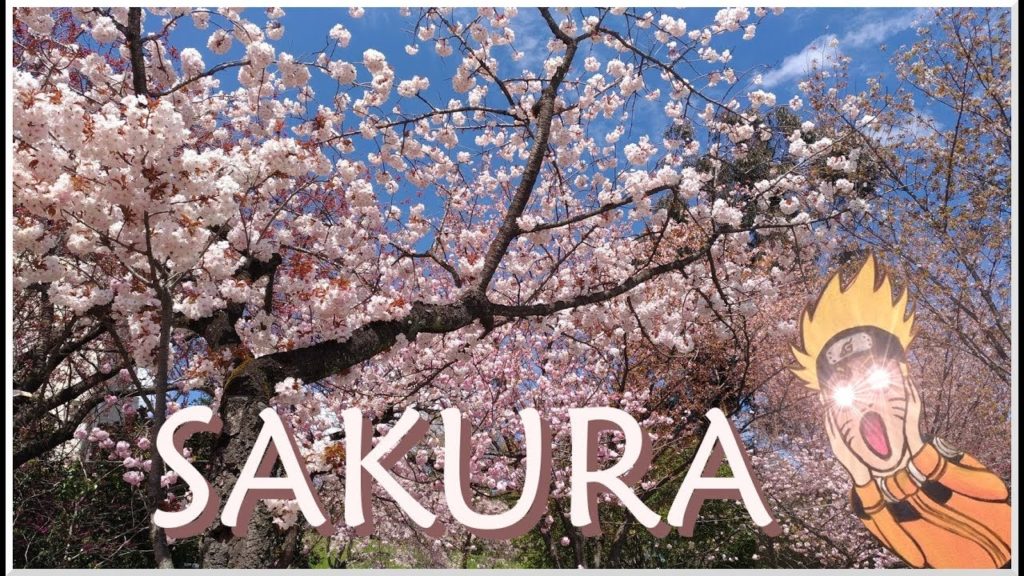 CEREJEIRAS FLORIDAS | Sendai - Tsutsujigaoka Park - Festival das cerejeiras