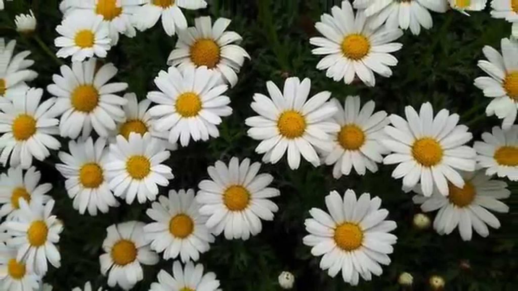 Beautiful Flower Carpet (in Kagoshima, 20 March 2015)