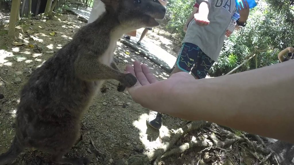 Okinawa Zoo