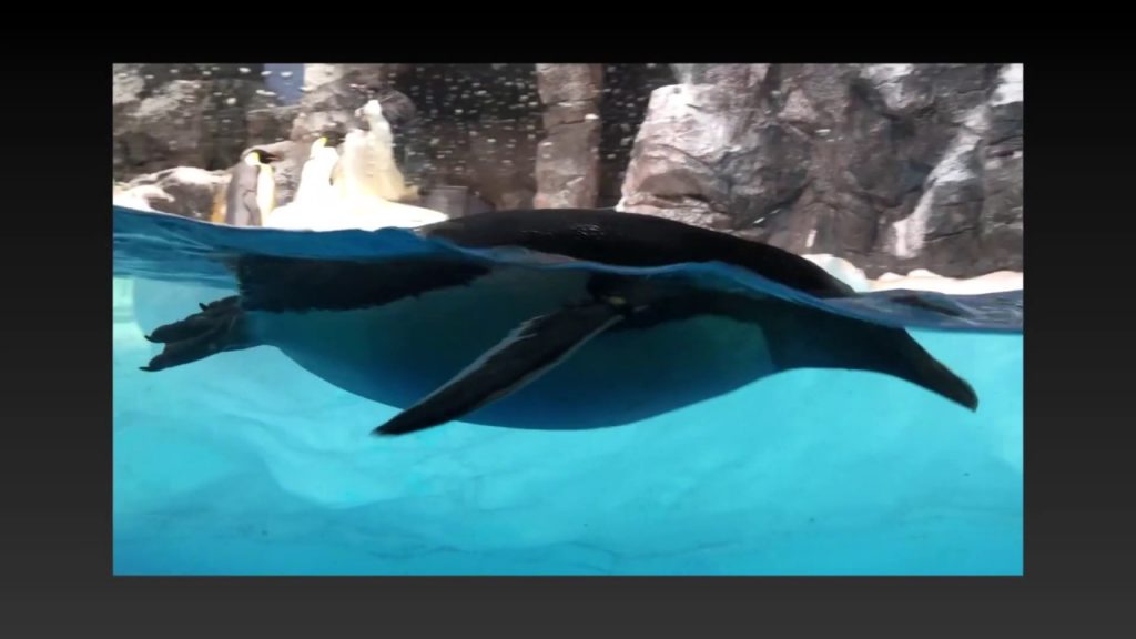 JP003 Nagoya Aquarium 名古屋港水族館 日本