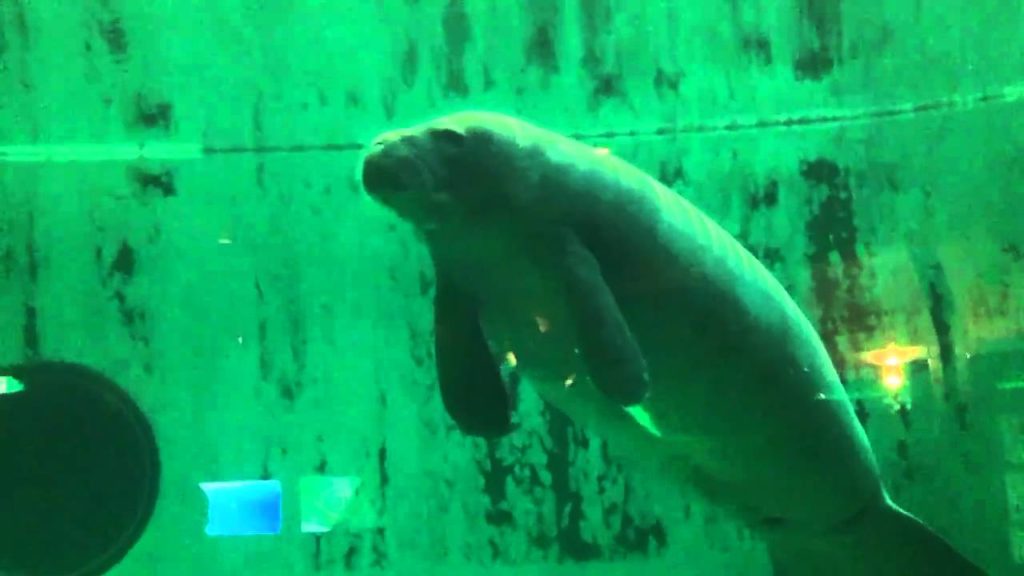 Trip to Okinawa　2/3　～ほぼマナティー Manatee～