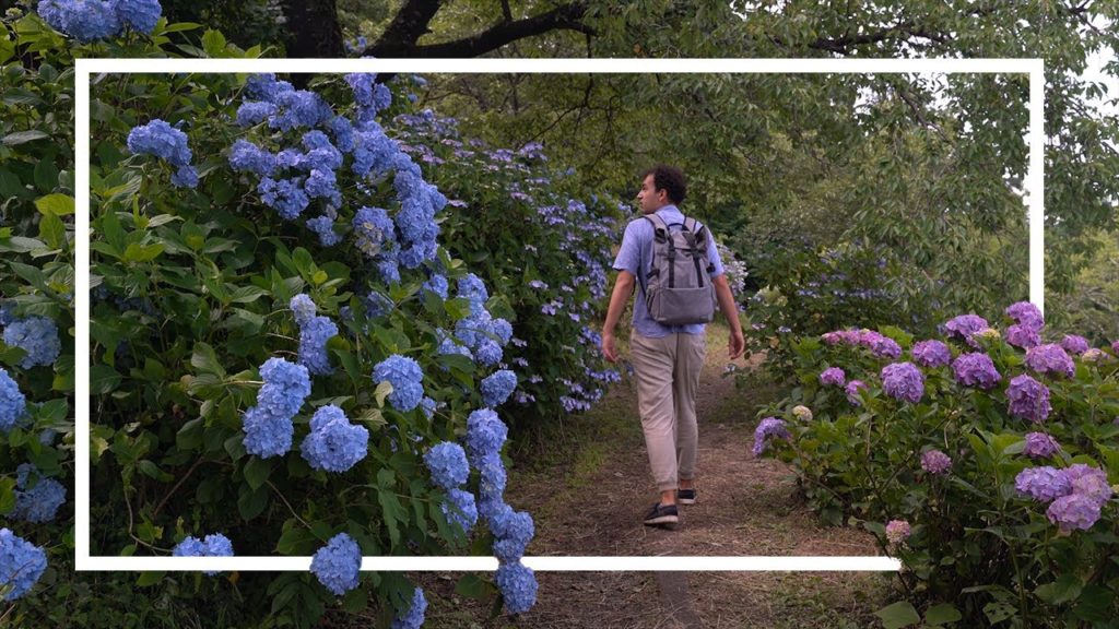 Hydrangea Hiking Heaven | Mt. Minoyama Hike in Saitama Prefecture (Sony A7 III + DJI Mavic Air)