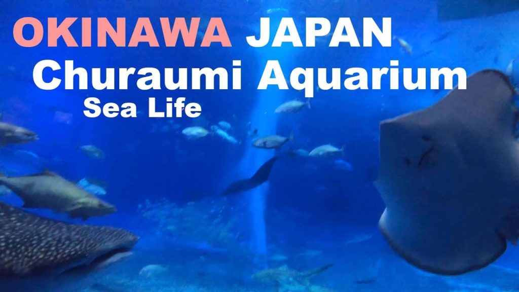 Okinawa Churaumi Aquarium Japan - Sea Life Aquarium | JDM Pinoy Travelers