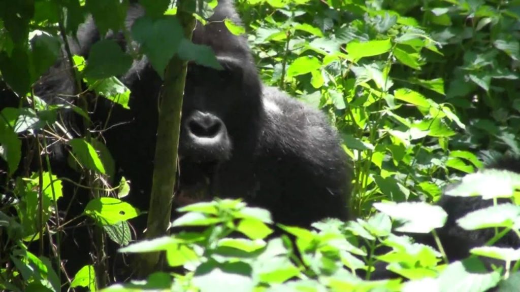 Uganda Highlights MP2avi.avi