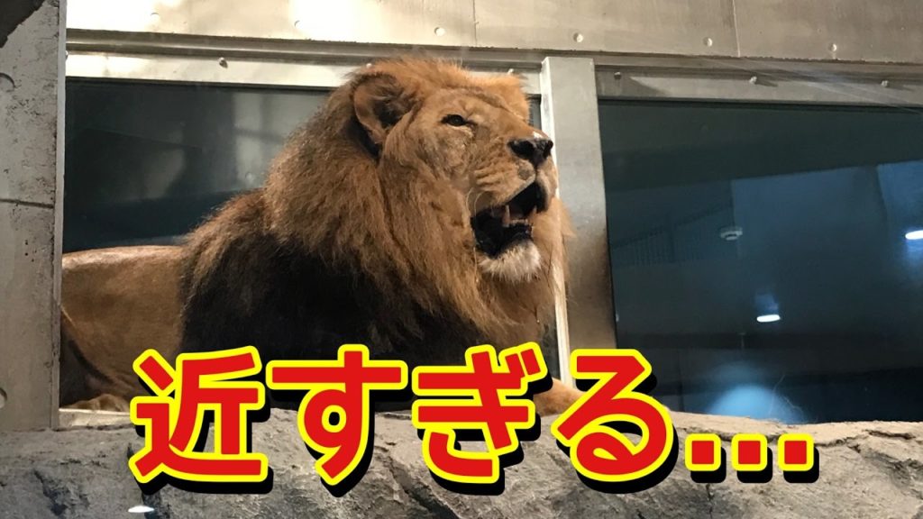 北海道札幌 旅行観光おすすめ【円山動物園】Sapporo,Hokkaido,Japan,Trip,Zoo 北海道札幌 旅行観光おすすめ【円山動物園】Sapporo,Hokkaido,Japan,Trip,Zoo