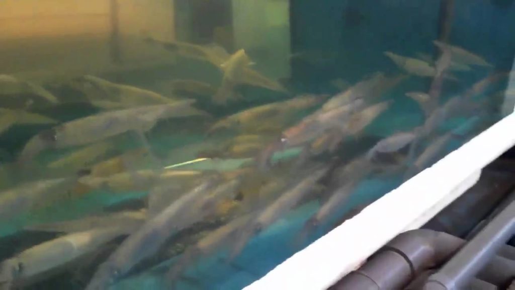 Japan trip squid in the market