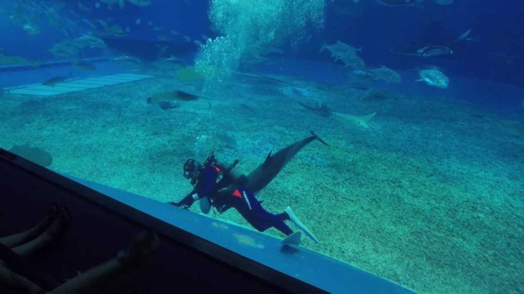 Okinawa Churaumi Aquarium & Ocean Expo Park - Japan