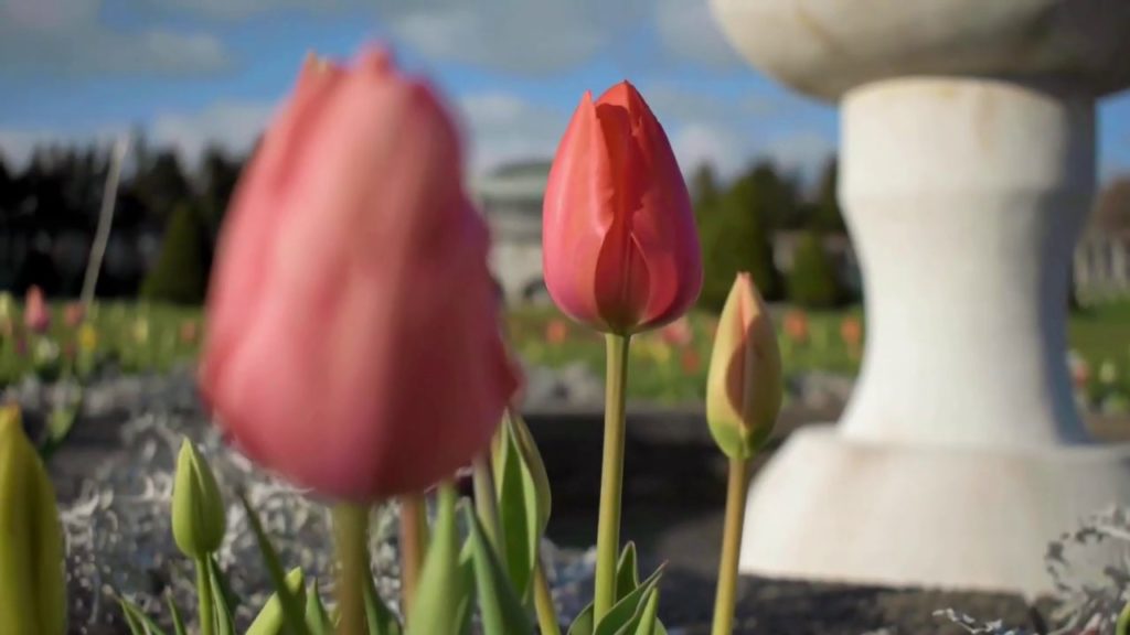 北海道の春の美しい景色【前田森林公園】Hokkaido scenery