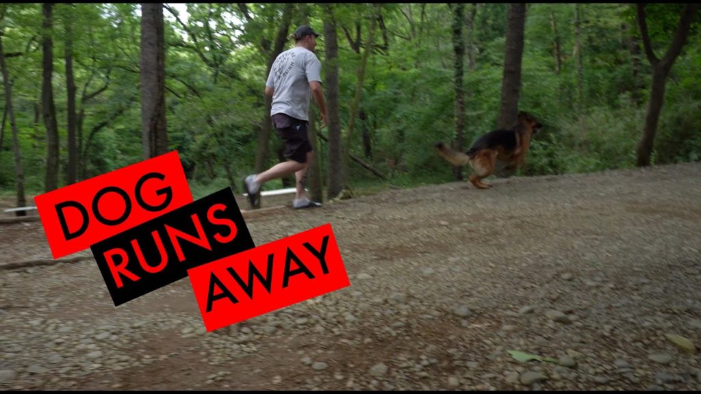 Friend's Dog Almost Escapes During Camping Trip at Tama, Japan