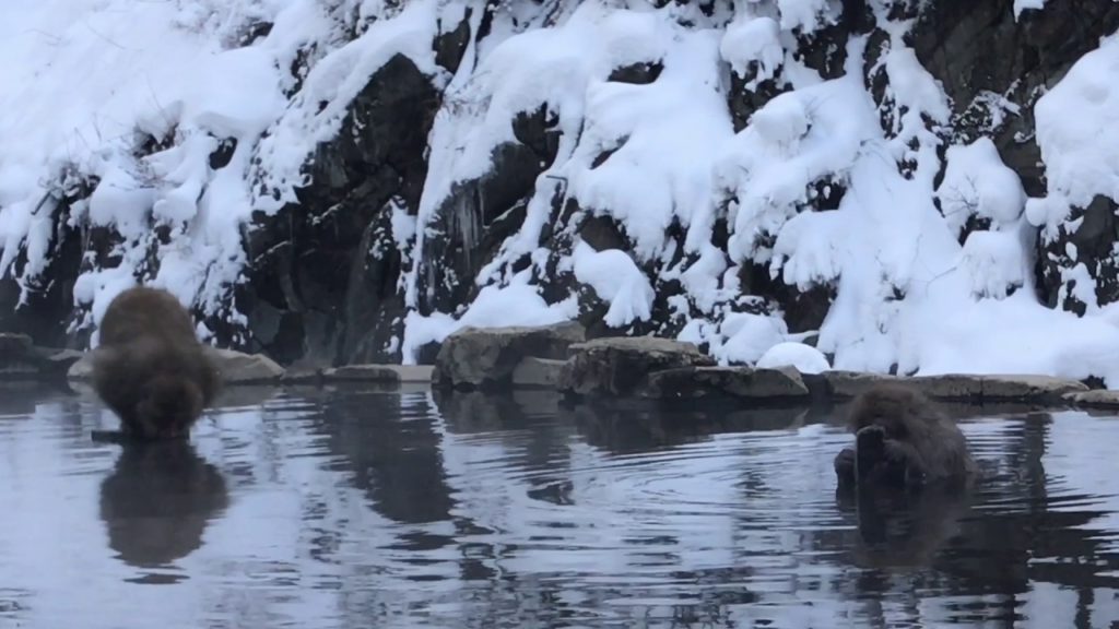 Nagano monkey footscrub - 20161230