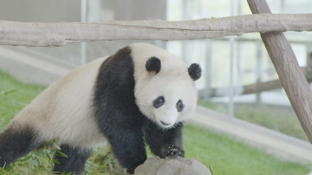 和歌山県南紀白浜プロモーション動画 Wakayama prefecture Nanki Shirahama promotional video 和歌山県南紀白浜プロモーション動画 Wakayama prefecture Nanki Shirahama promotional video