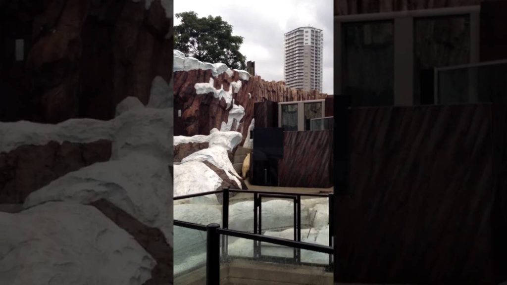 Polar Bear in Action at Chiba Zoological Park, Japan