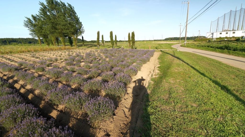 【4K】Sakura with cats, lavender and of course green tea