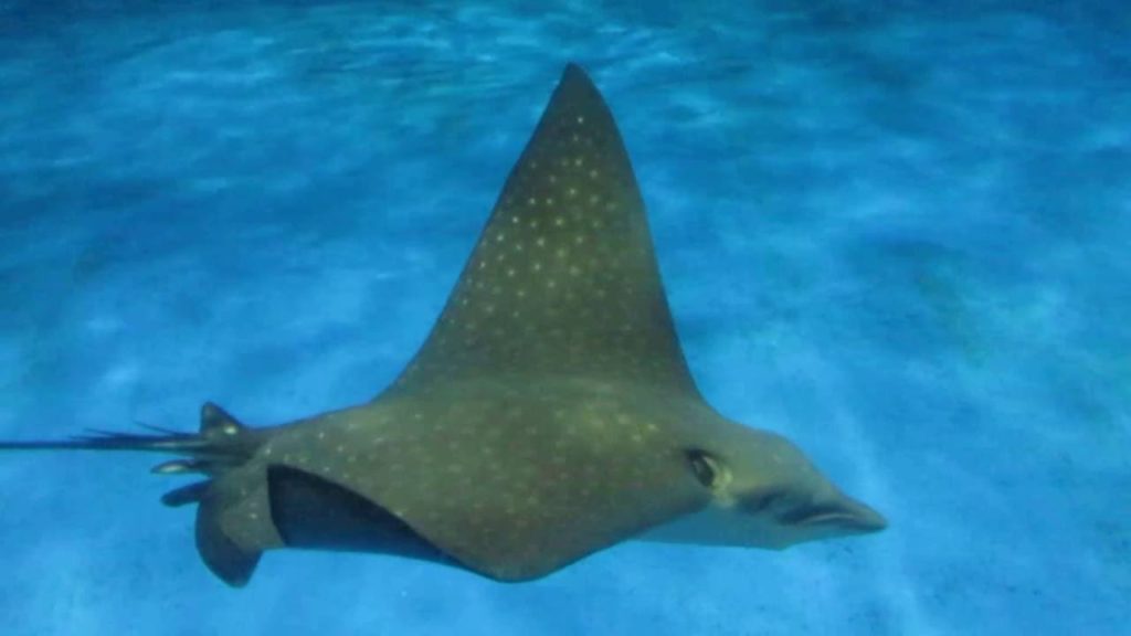 Huge whale shark at Kagoshima aquarium in Japan.