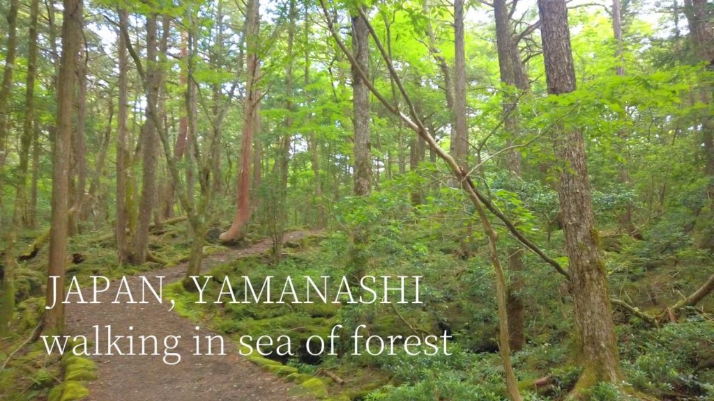 Walking in sea of forest, Aokigahara Jukai, Yamanashi, JAPAN - Virtual Walk