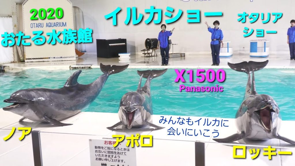 【おうち水族館】【4K60p】2020 おたる水族館 イルカショー&オタリアショー   PanasonicHC-X1500撮影映像   +1.3EV露出補正