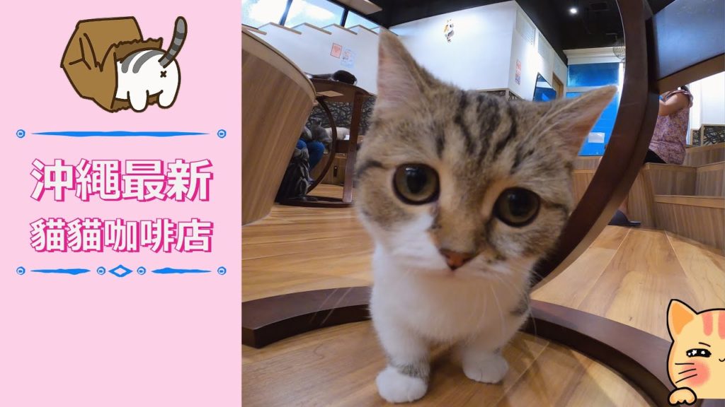 【影片】 沖繩最新的貓貓咖啡店