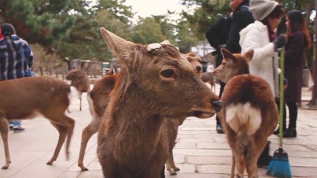 || JAPAN TRIP 2017 || EP.4 - NARA FLUFFY DEERS & OSAKA CASTLE