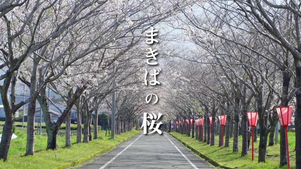 まきばの桜 | SONY a7iii TAMRON 28-75 f2.8 MOZA AIR2