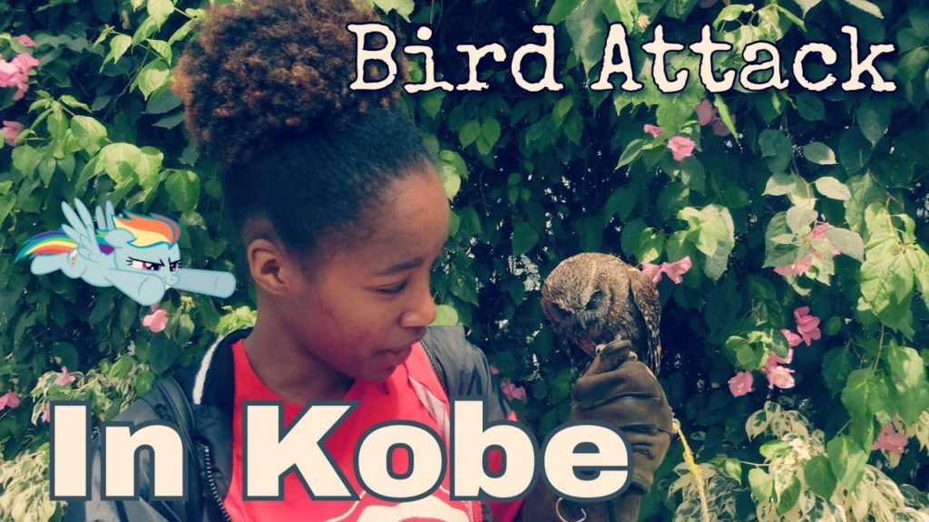 Bird Attack l Trip to Kobe