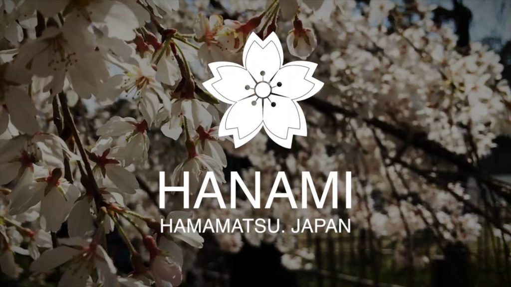 Keep calm and Hanami! DJI Phantom 3 on sakura trees blossom