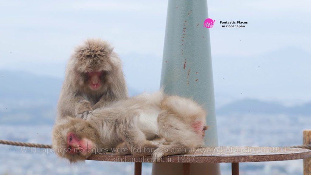 Arashiyama Monkey Park Iwatayama, Kyoto