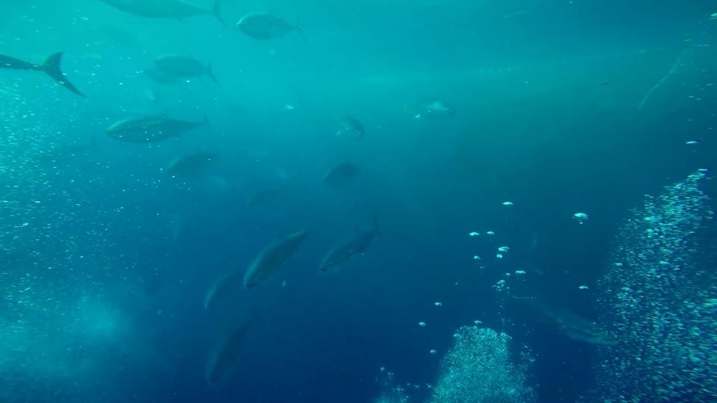 Malta Diving: Tuna farm