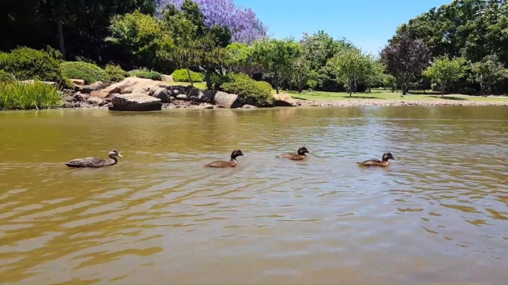4k CINEMATIC – JAPANESE GARDENS 4k CINEMATIC - JAPANESE GARDENS