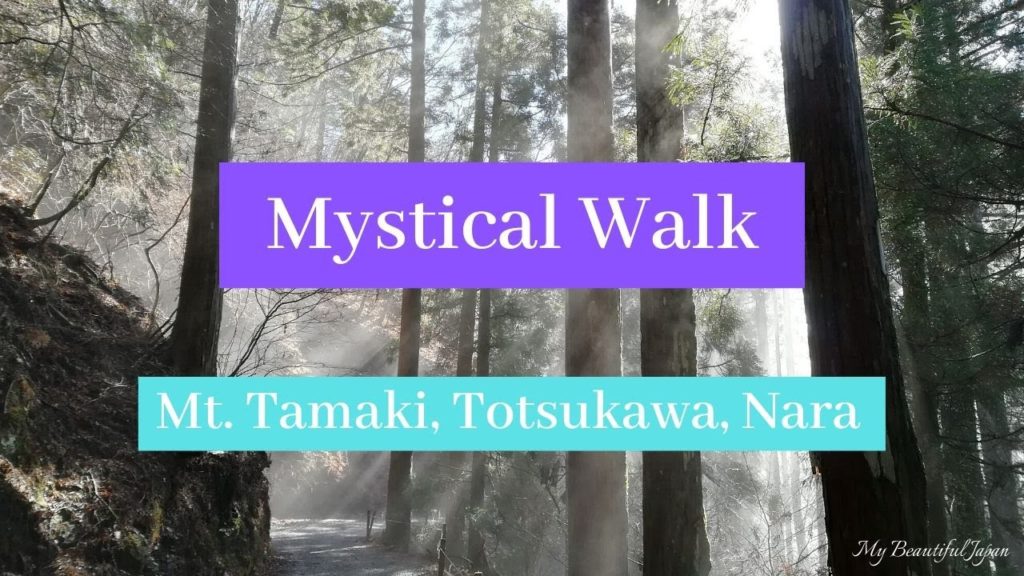 Mystical Walk at Mt. Tamaki, Tostukawa Village, Nara, Japan 奈良県十津川村 玉置神社の参道 Mystical Walk at Mt. Tamaki, Tostukawa Village, Nara, Japan 奈良県十津川村 玉置神社の参道
