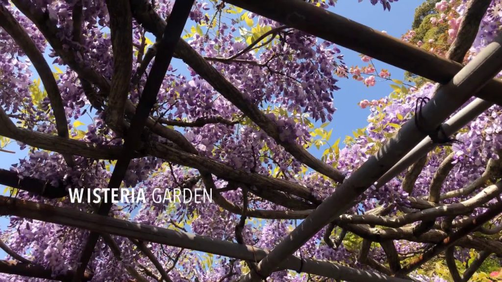 Flower festival at Mifuneyama Rakuen, Takeo Kyushu