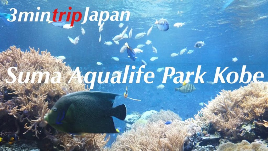 【3min trip Hyogo】Suma aqualife Park Kobe 須磨海浜水族館 2019