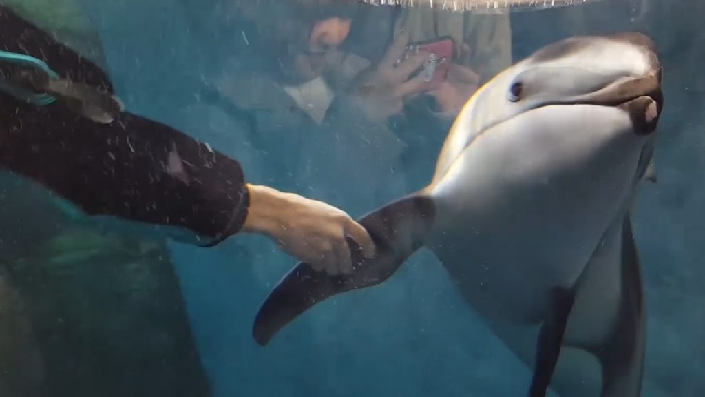 OSAKAQUARIUM part 3. OSAKA AQUARIUM KAIYUKAN NEAR OSAKA BAY, JAPAN. ACUARIO de OSAKA.