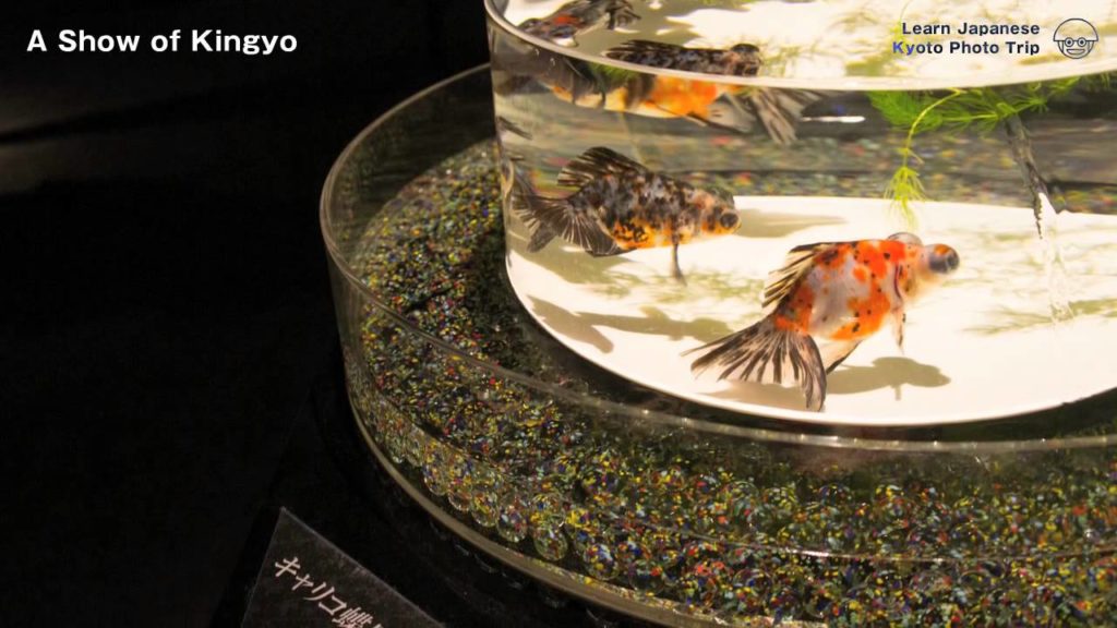 Kyoto Photo Trip to Art Aquarium Castle  - Kyoto goldfish of dance -