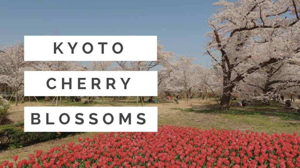 Cherry Blossoms ( Sakura ) in Kyoto, Japan! Cherry Blossoms ( Sakura ) in Kyoto, Japan!