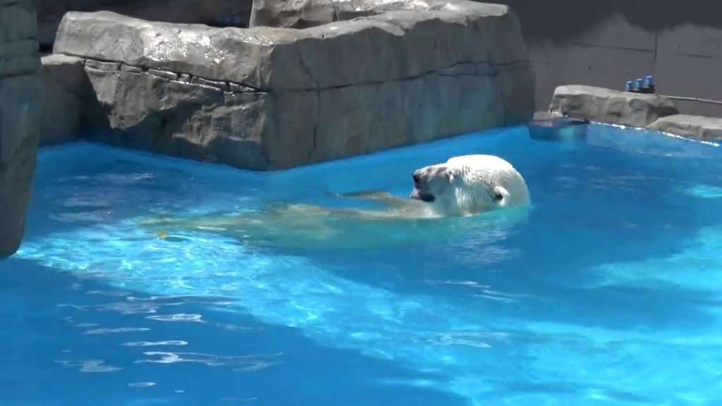 Lara enjoys swimming on one sunny summer day at Sapporo Maruyama Zoo, Japan