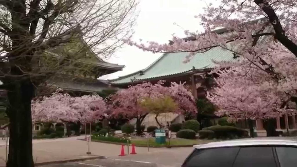 Cherry blossom with Buddha in Nagoya Japan