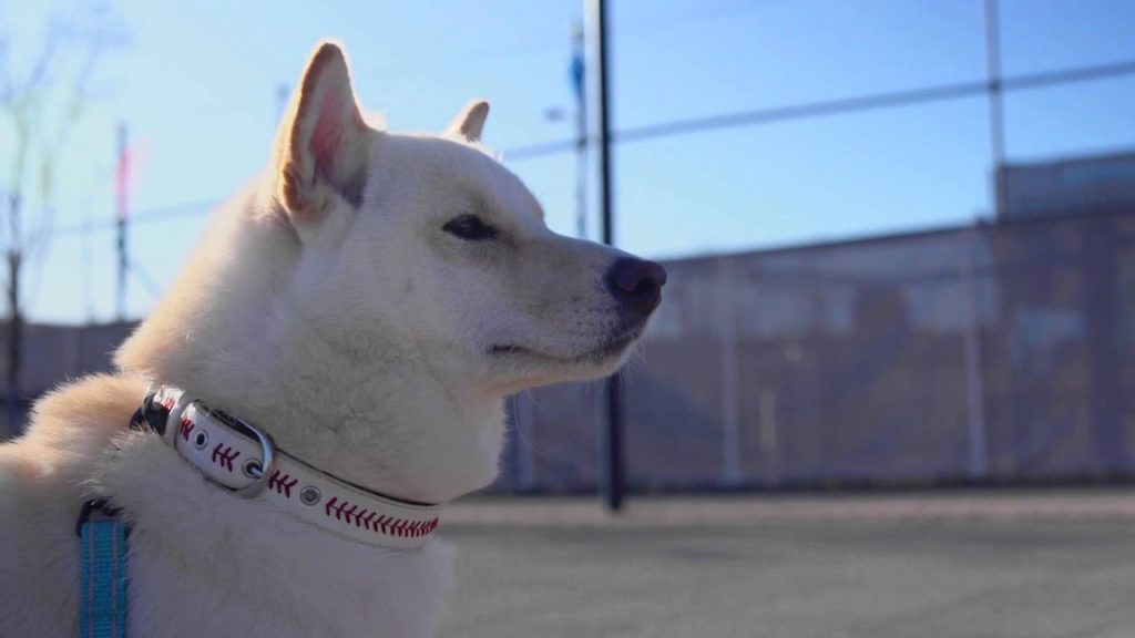 Yokohama, Redbrick Warehouse (Akarenga) Journey