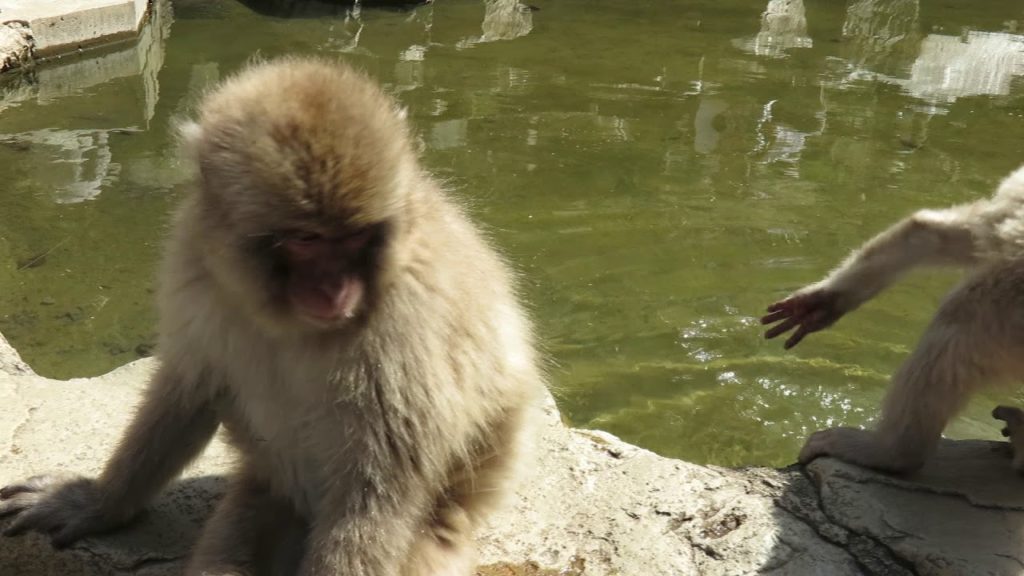 Japan - Nagano - Jigokudani Monkey Park