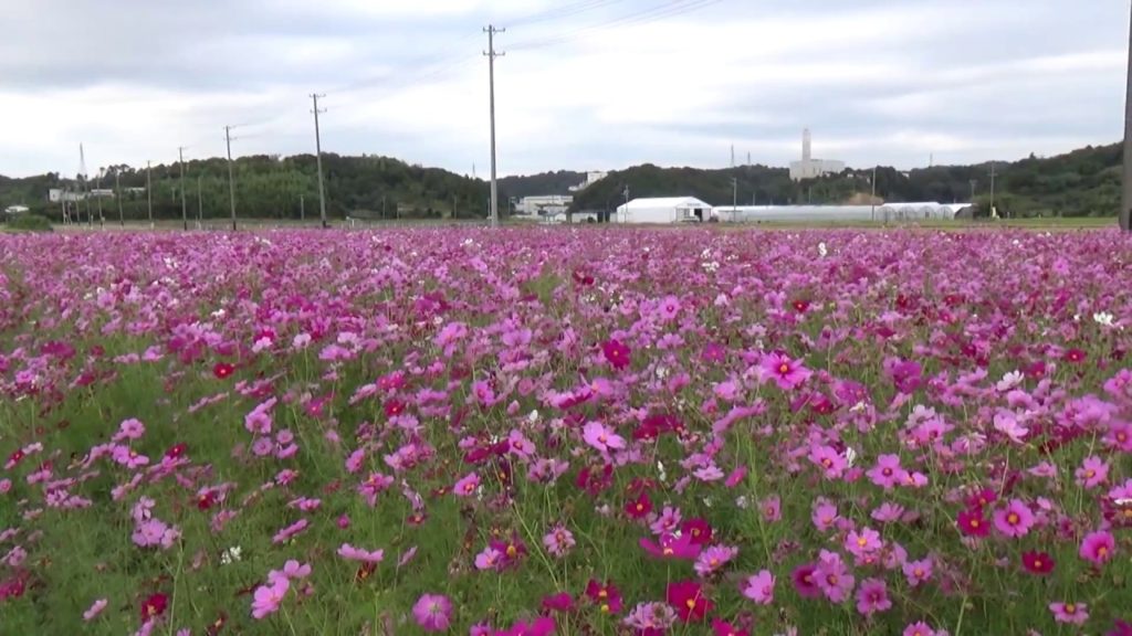 A Field of Cosmos Flowers in Japan A Field of Cosmos Flowers in Japan