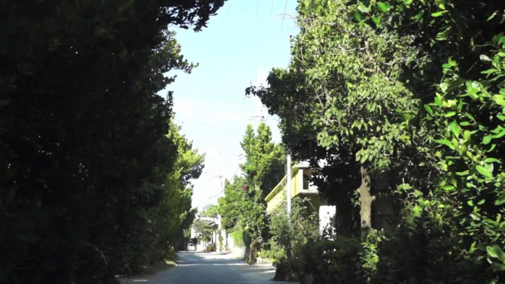 Bise Village and their Fukugi Trees