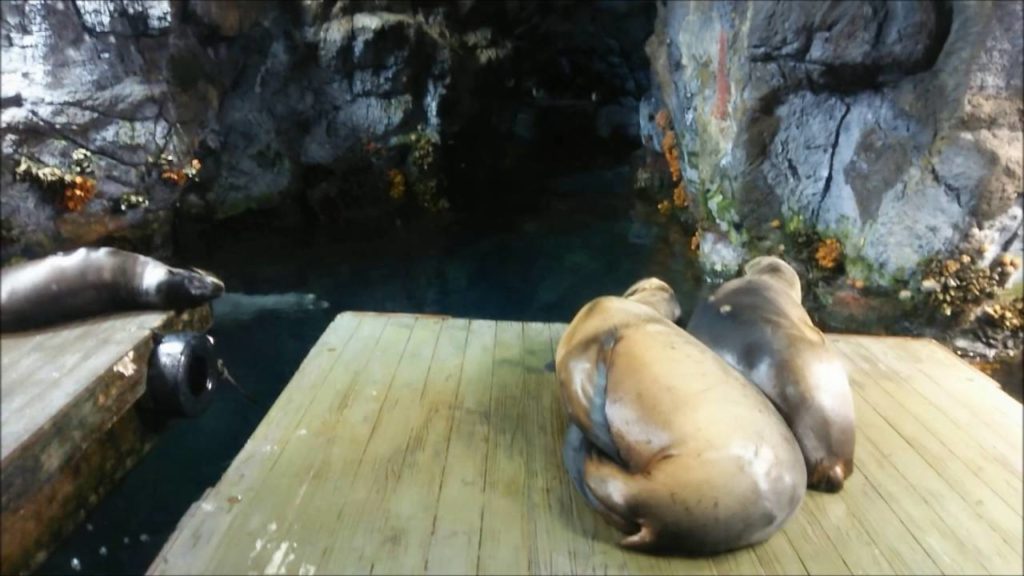 Glimpses of the Kaiyukan Aquarium, Osaka