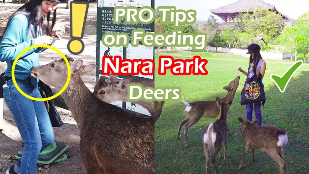DEERS vs TOURISTS, Pro Tips on Bowing Deers - Nara Deer Park 「Japan Trip, Travel Vlog, ep 13」