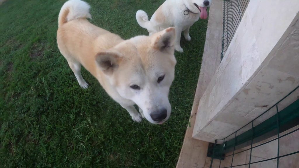 Akita İnus & Boat Trip VLOG - GoPro Hero 8