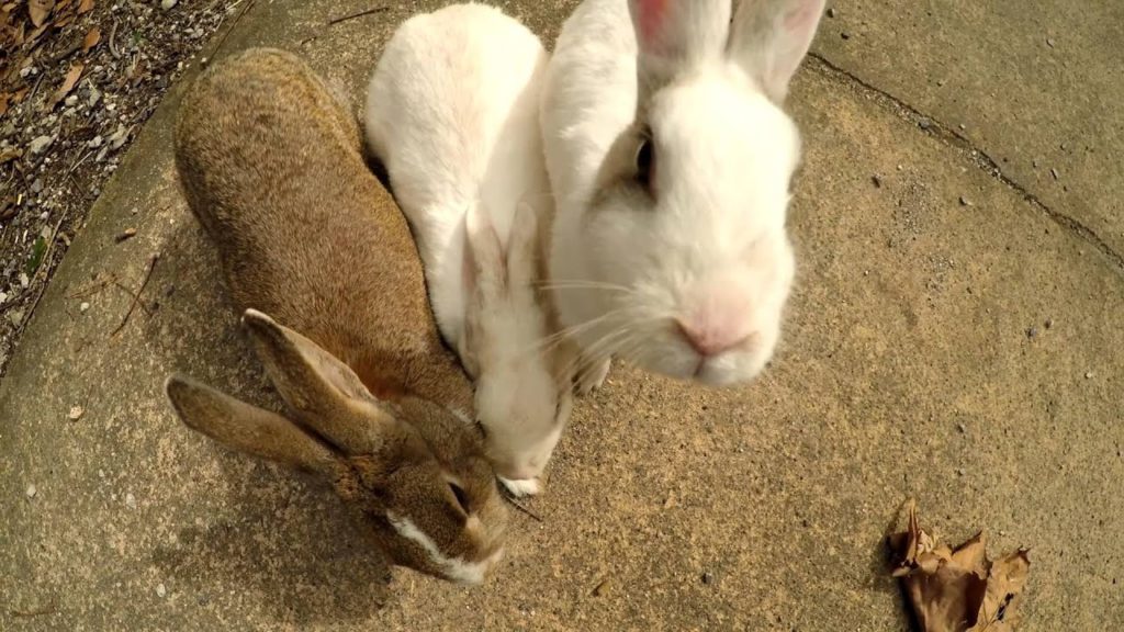 Japan 2016 | Kyoto, Hiroshima, Okunoshima, Osaka
