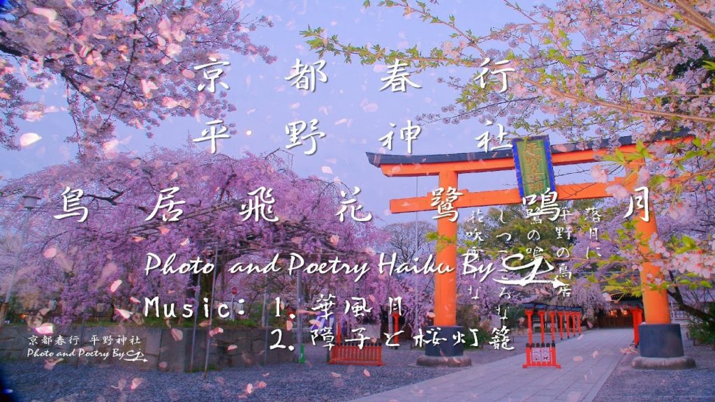 [4K]京都春行 平野神社の桜と夜桜吹雪(鳥居飛花鷺鳴月)Spring Travel in Japan with Cherry Blossoms in Hirano-jinja Shrine.