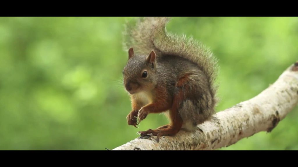 Wildlife Watching in Nagano, JAPAN | Picchio Wildlife Research Center 『Picchio ようこそ森へ』