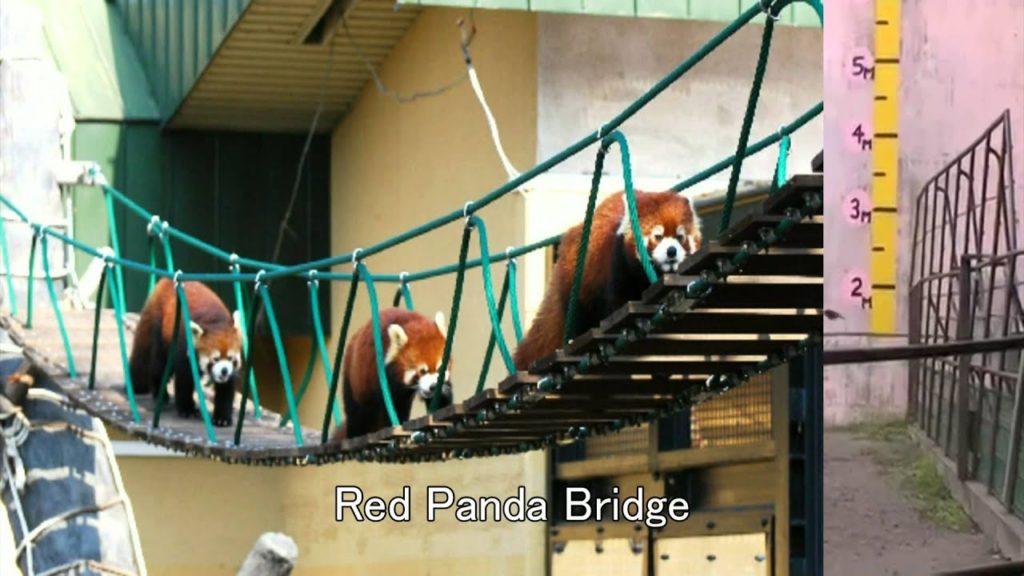 Japan Trip: Animals Swimming and Bear Sleeping Away at Asahikawa Asahiyama Zoo, Hokkaido 17